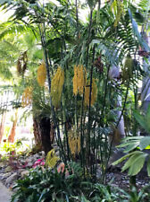 Chamaedorea costaricana bamboo for sale  Walterboro