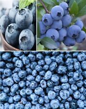 Blueberry 100 fresh for sale  Shipping to Ireland