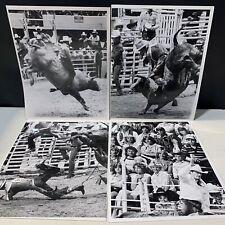 Vintage rodeo bull for sale  Lindon