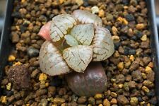 Used, Succulent - Haworthia 'Kurohime' x 'Natiguro x Suisyou' seedling for sale  Shipping to South Africa