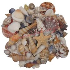 Mixed shells natural for sale  Shipping to Ireland