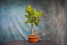 Banyan fig ficus for sale  North Fort Myers