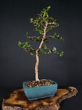 Simpson stopper bonsai for sale  Pompano Beach
