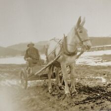 Vintage photo farmer for sale  Arlington
