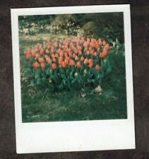 Fotografia Polaroid antiga vintage lindas tulipas/flores no quintal comprar usado  Enviando para Brazil