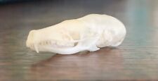 Taxidermy mole skull for sale  LITTLEHAMPTON