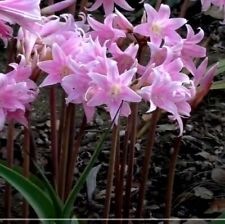 Set amaryllis belladonna for sale  USA