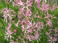 Kuckucks lichtnelke lychnis gebraucht kaufen  Schmidmühlen