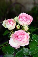 Eden rose kletterrose gebraucht kaufen  Westerstede