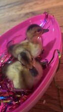 Cute duck hatching for sale  Cana