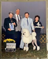 White standard poodle for sale  Shipping to Ireland