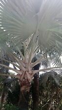 bismarckia nobilis palms for sale  Hollywood