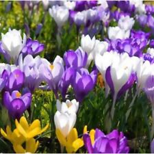 Crocus specie mix for sale  Shipping to Ireland