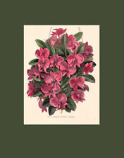Camellia - Sophronitis Grandiflora for sale  Shipping to South Africa