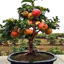 Dwarf bonsai apple for sale  Titusville