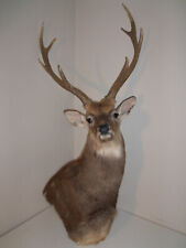 Point sika deer for sale  Lincoln