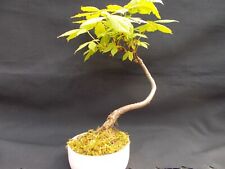 Bonsai tree horse for sale  BROMSGROVE