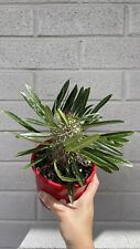 Pachypodium Lamerii for sale  Shipping to South Africa