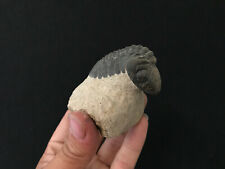 Trilobite phacops fossile d'occasion  Aiglun