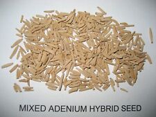 Adenium obesum mixed for sale  BRISTOL