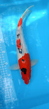 Koi sanke japanese for sale  Shipping to Ireland