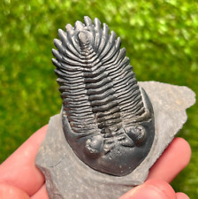 Trilobite fossil hollardops d'occasion  Expédié en Belgium