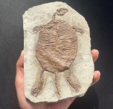 Real turtle fossil for sale  Shipping to Ireland