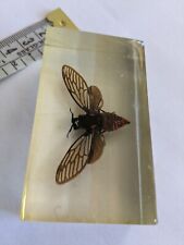Cabinet curiosity insect d'occasion  Expédié en Belgium