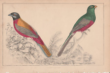1840 Antigo Estampa Colorida à Mão Araponga Pássaro de Verão e Corvo de Frutas de Peito Vermelho comprar usado  Enviando para Brazil