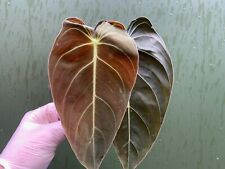 Philodendron melanochrysum cut gebraucht kaufen  Gladbeck