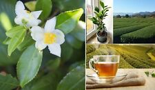 Camellia sinensis darjeeling for sale  BROCKENHURST