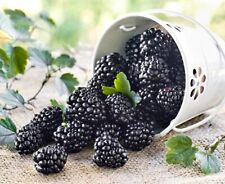 Blackberry live plant for sale  Sullivan