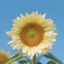 Usado, Girasol - Procut White Lite - 10 semillas de flores premium - ¡Hermoso! Specialty  segunda mano  Embacar hacia Argentina