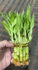 Bamboo plant live for sale  Norcross