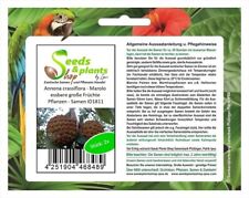 Annona crassiflora marolo d'occasion  Expédié en France