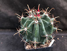 Ferocactus horridus cactus usato  Massafra