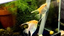 Angelfish proven breeding for sale  Chaffee