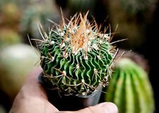 101. Stenocactus phyllacanthus, echinofossulocactus, turbinicarpus for sale  Shipping to South Africa