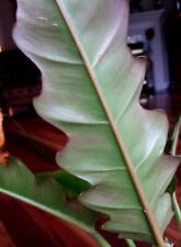 Rare new philodendron for sale  Glenmoore