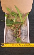 Tiny box plants for sale  WISBECH