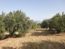 Oliveto 1m2 ulivi usato  Spezzano Albanese
