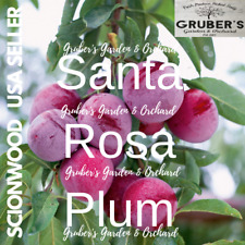 Santa rosa plum for sale  Millersburg