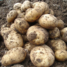 Seed potato pentland for sale  PETERBOROUGH