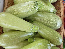 Graines courgette ortolana usato  Spedire a Italy