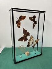 Vitrine papillons insectes d'occasion  Cambrai