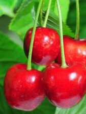 Alberi frutto ciliegio usato  Terlizzi