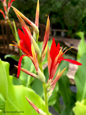 Red canna lily for sale  Corpus Christi