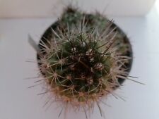 Copiapoa coquimbana Rare Plant  Collection Cultivated In Sicily Very Beutiful  for sale  Shipping to South Africa