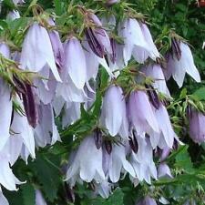 Campanula country bells for sale  UK