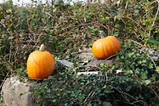 pumpkins for sale  Ireland